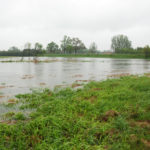 Rzeka Gostynka